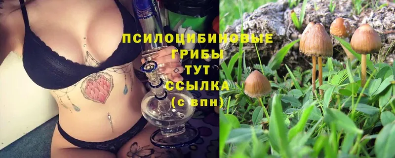 omg сайт  Бугуруслан  Псилоцибиновые грибы Psilocybe 